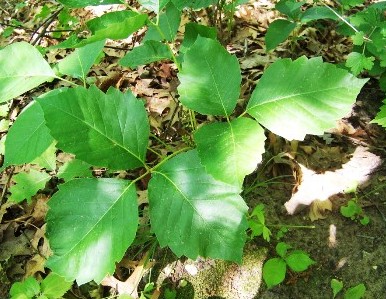 Poison ivy (toxicodendron radicans) at Perrot State Park